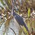Tricolored Heron